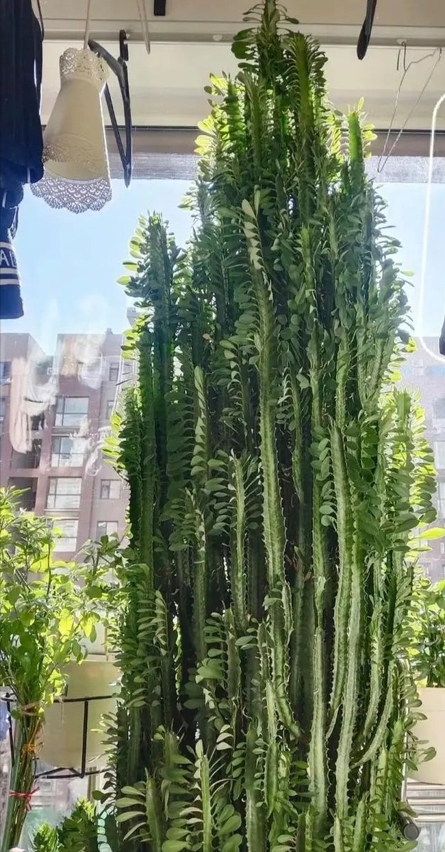 Đại gia thích trồng 5 cây cảnh độc lạ, bá đạo, không chỉ chiêu may, phát lộc còn trấn trạch, giữ nhà-3