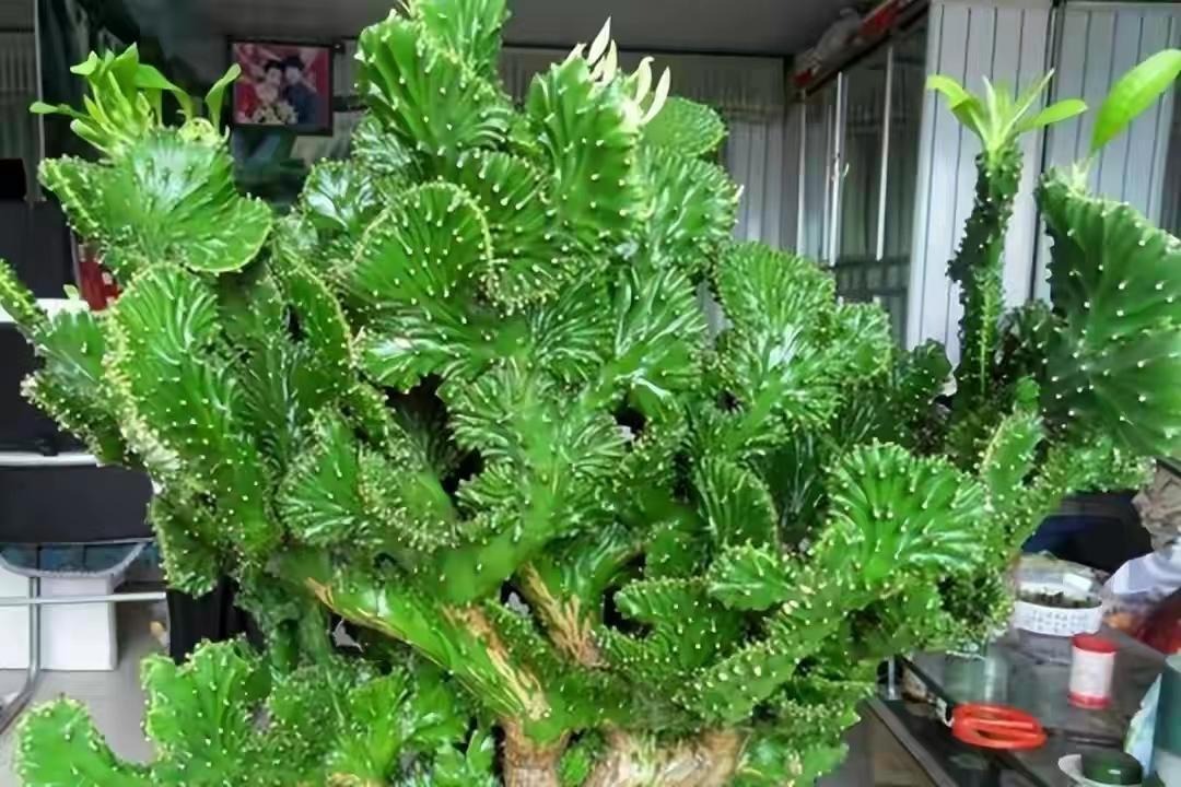 Đại gia thích trồng 5 cây cảnh độc lạ, bá đạo, không chỉ chiêu may, phát lộc còn trấn trạch, giữ nhà-2