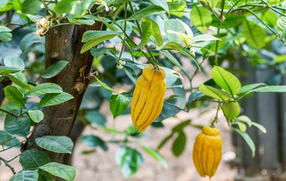 Đại gia thích trồng 5 cây cảnh độc lạ, bá đạo, không chỉ chiêu may, phát lộc còn trấn trạch, giữ nhà-7