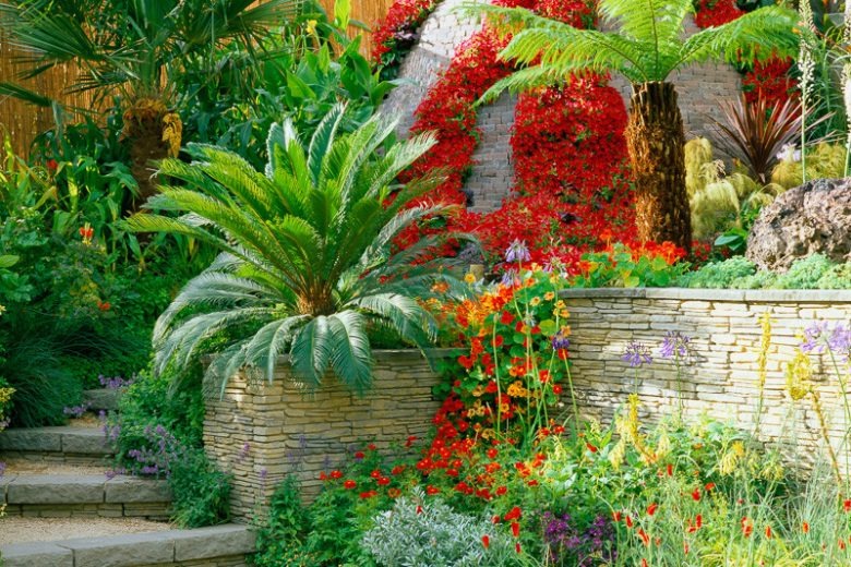 Đại gia thích trồng 5 cây cảnh độc lạ, bá đạo, không chỉ chiêu may, phát lộc còn trấn trạch, giữ nhà-10