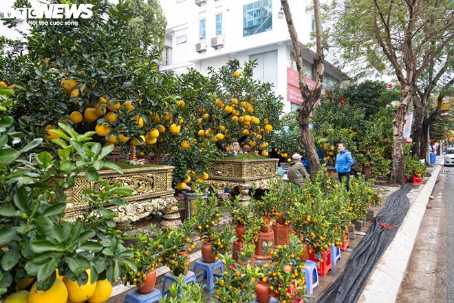 Bưởi bonsai tiền triệu xuống phố, chờ khách mua về đón Tết-1