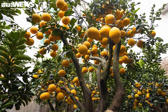 Bưởi bonsai tiền triệu xuống phố, chờ khách mua về đón Tết-10