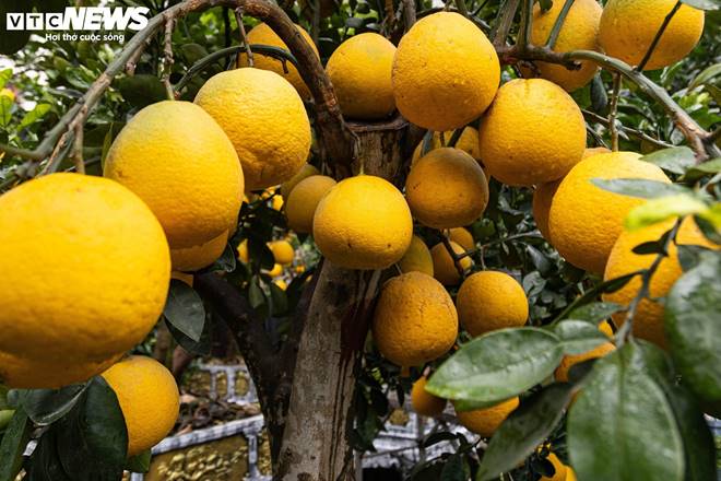 Bưởi bonsai tiền triệu xuống phố, chờ khách mua về đón Tết-11