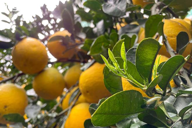 Bưởi bonsai tiền triệu xuống phố, chờ khách mua về đón Tết-12