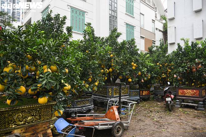 Bưởi bonsai tiền triệu xuống phố, chờ khách mua về đón Tết-2