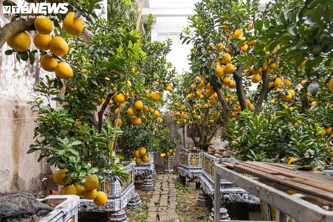 Bưởi bonsai tiền triệu xuống phố, chờ khách mua về đón Tết-3