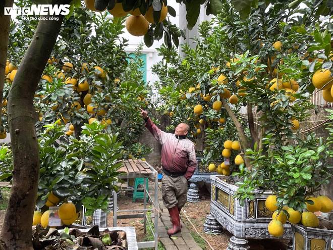 Bưởi bonsai tiền triệu xuống phố, chờ khách mua về đón Tết-4