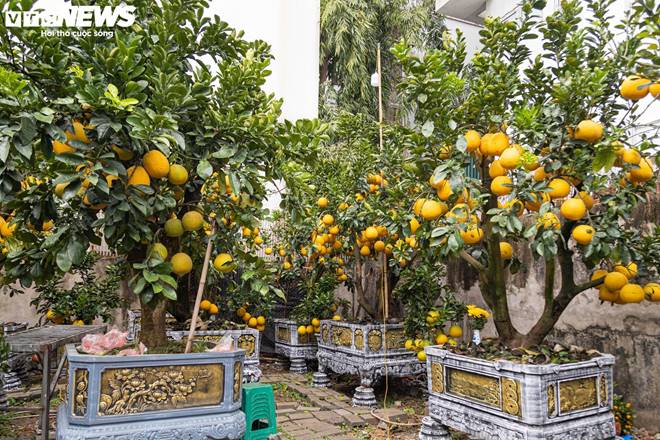 Bưởi bonsai tiền triệu xuống phố, chờ khách mua về đón Tết-5