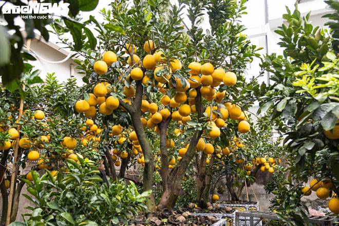 Bưởi bonsai tiền triệu xuống phố, chờ khách mua về đón Tết-8