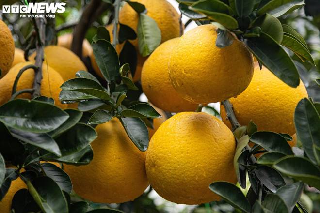 Bưởi bonsai tiền triệu xuống phố, chờ khách mua về đón Tết-9