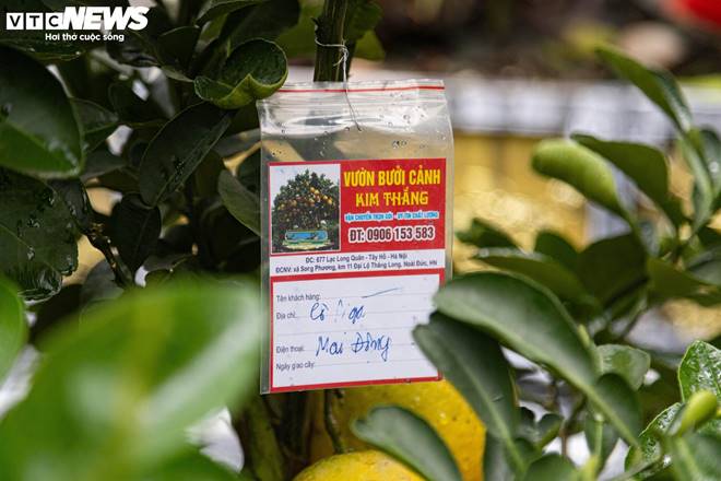 Bưởi bonsai tiền triệu xuống phố, chờ khách mua về đón Tết-13