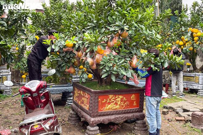 Bưởi bonsai tiền triệu xuống phố, chờ khách mua về đón Tết-14