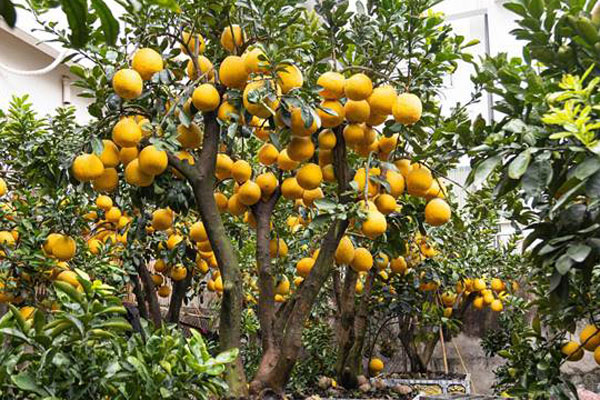 Bonsai dâu tằm dáng siêu độc, bán giá hàng chục triệu đồng/cây-12