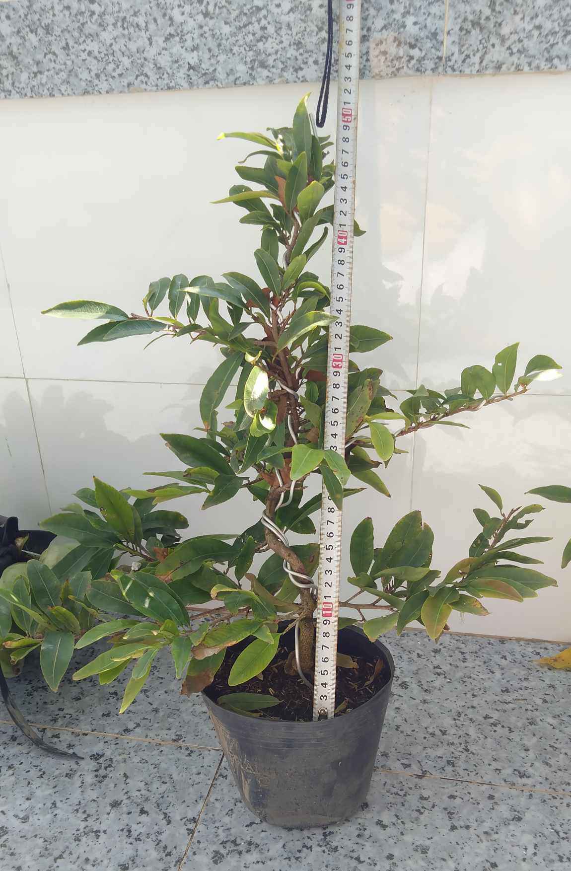 Cây mai Tết mini giảm giá mạnh, chỉ từ 60.000 đồng/chậu-1