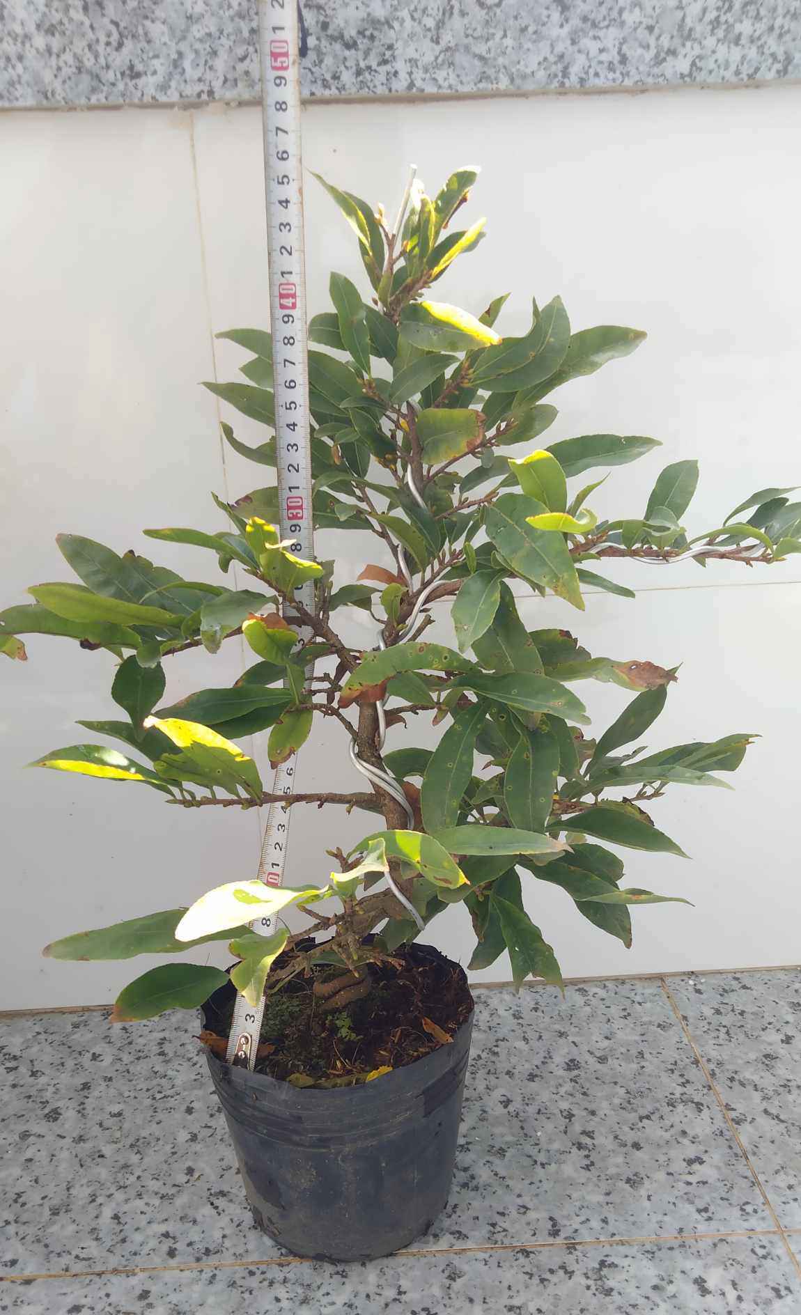 Cây mai Tết mini giảm giá mạnh, chỉ từ 60.000 đồng/chậu-2