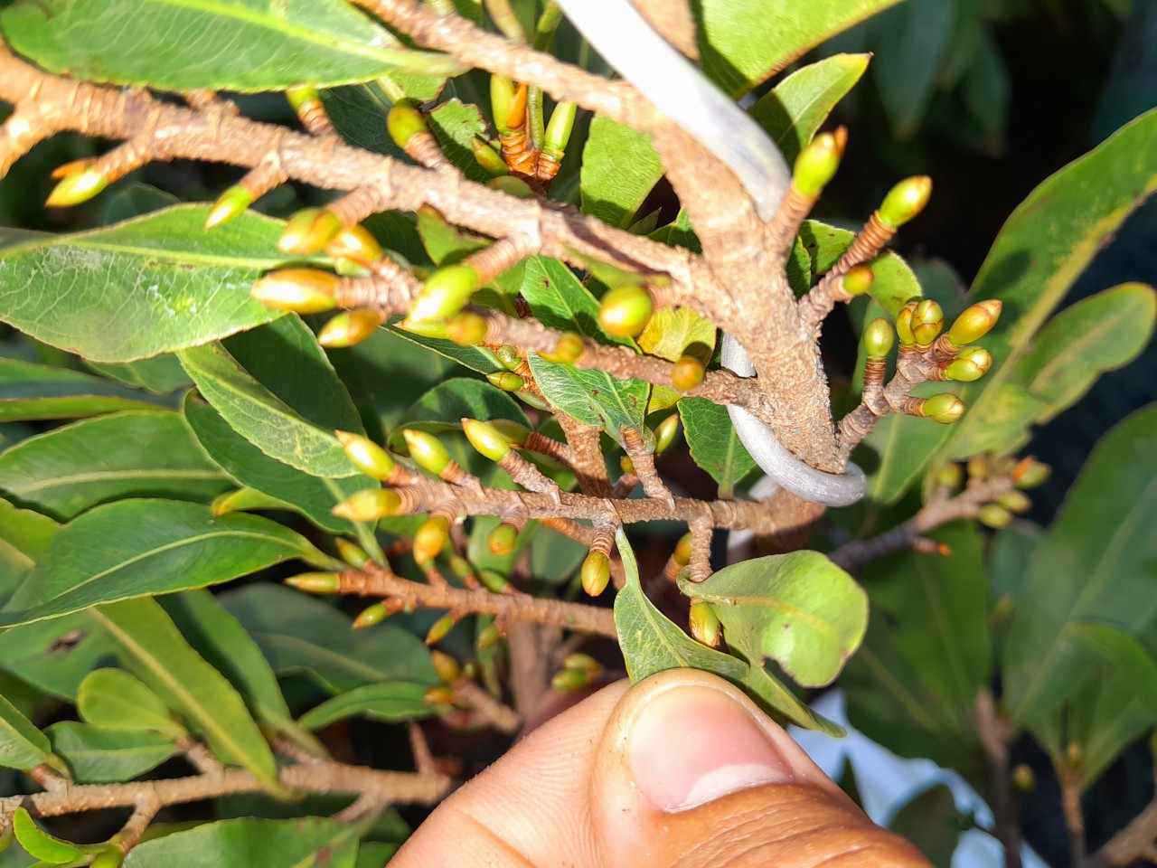 Cây mai Tết mini giảm giá mạnh, chỉ từ 60.000 đồng/chậu-3