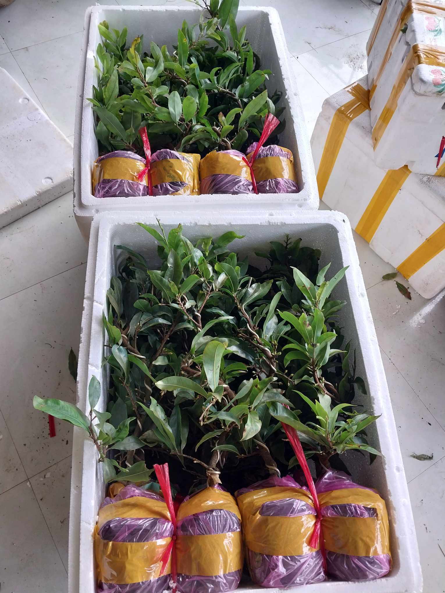 Cây mai Tết mini giảm giá mạnh, chỉ từ 60.000 đồng/chậu-4