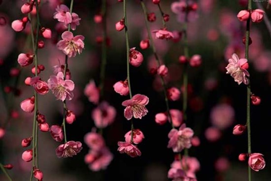 Tử vi ngày 12/1/2024: Tuổi Dần làm việc hết mình, tuổi Thân muôn phần rắc rối