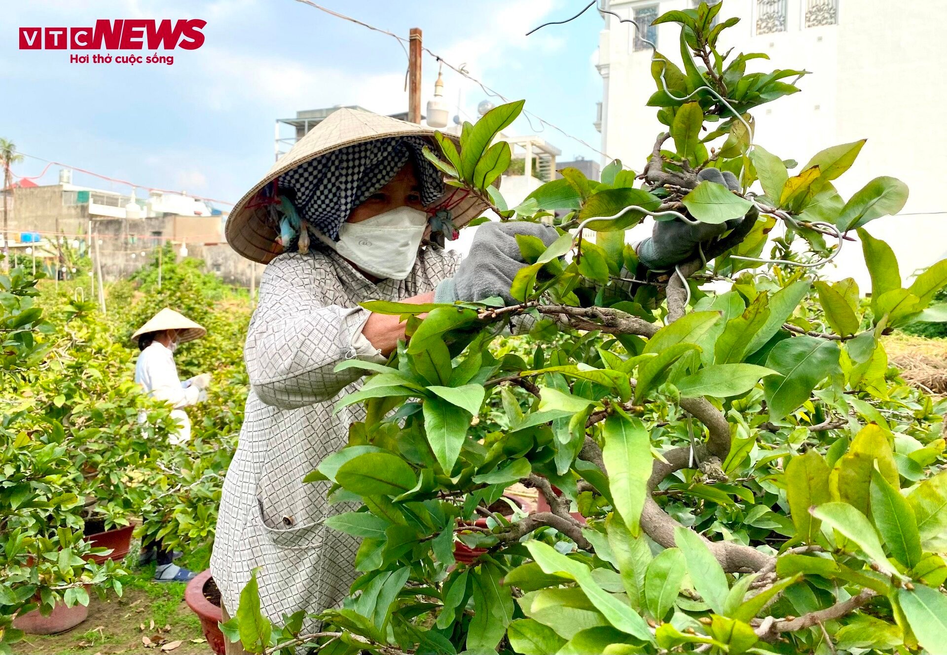 TP.HCM: Hoa mai trưng Tết cho thuê giá 200 triệu đồng/cây, giao hàng tận Hà Nội-2