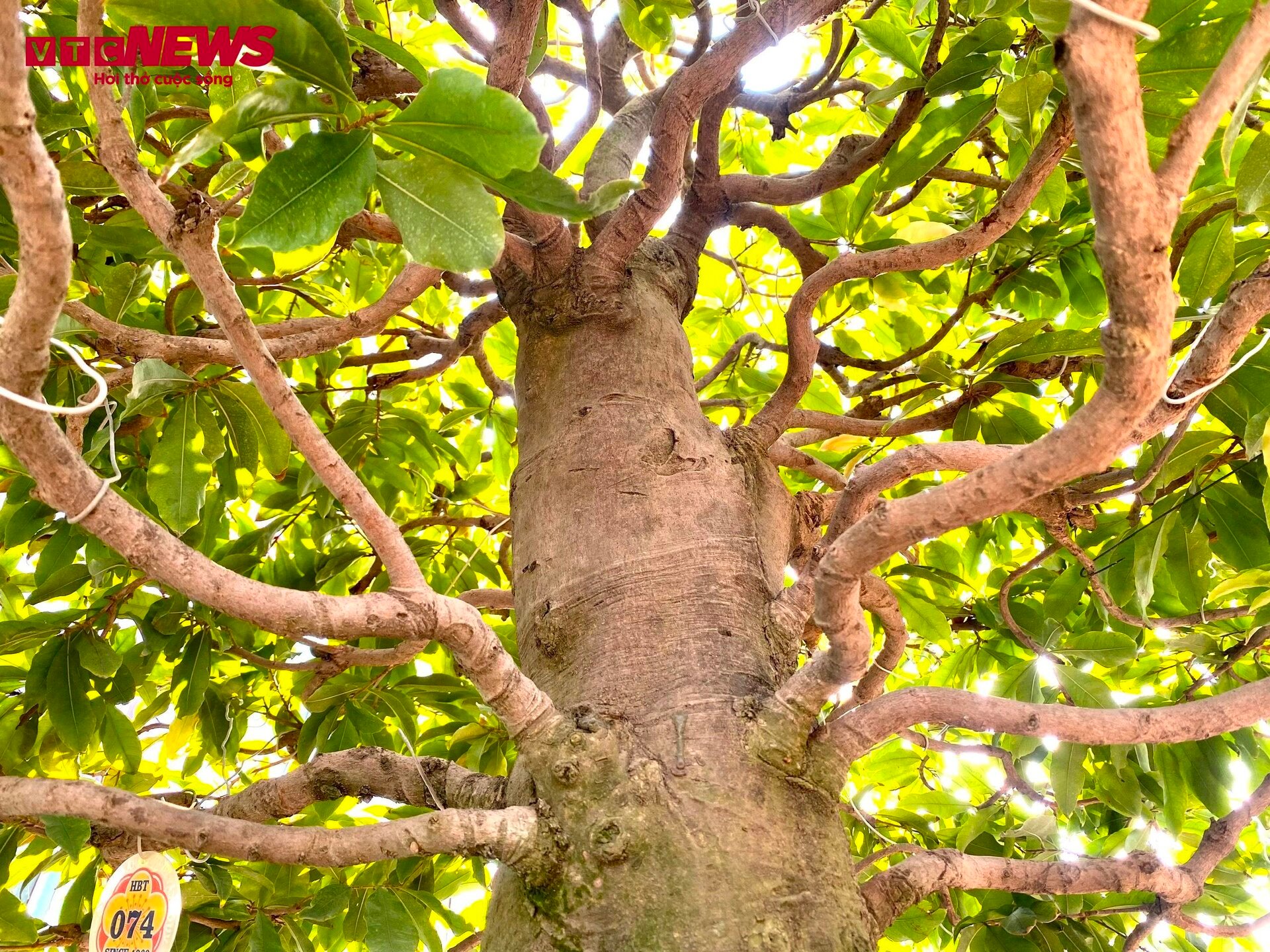 TP.HCM: Hoa mai trưng Tết cho thuê giá 200 triệu đồng/cây, giao hàng tận Hà Nội-10