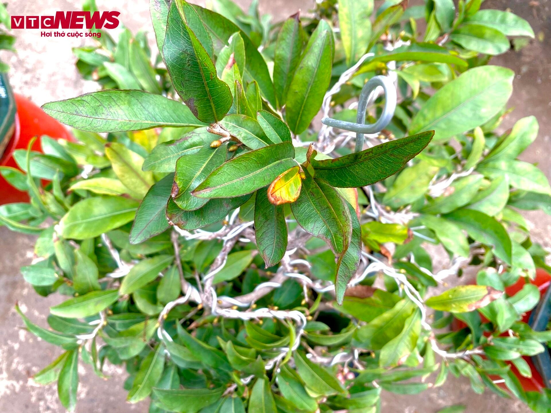 TP.HCM: Hoa mai trưng Tết cho thuê giá 200 triệu đồng/cây, giao hàng tận Hà Nội-3