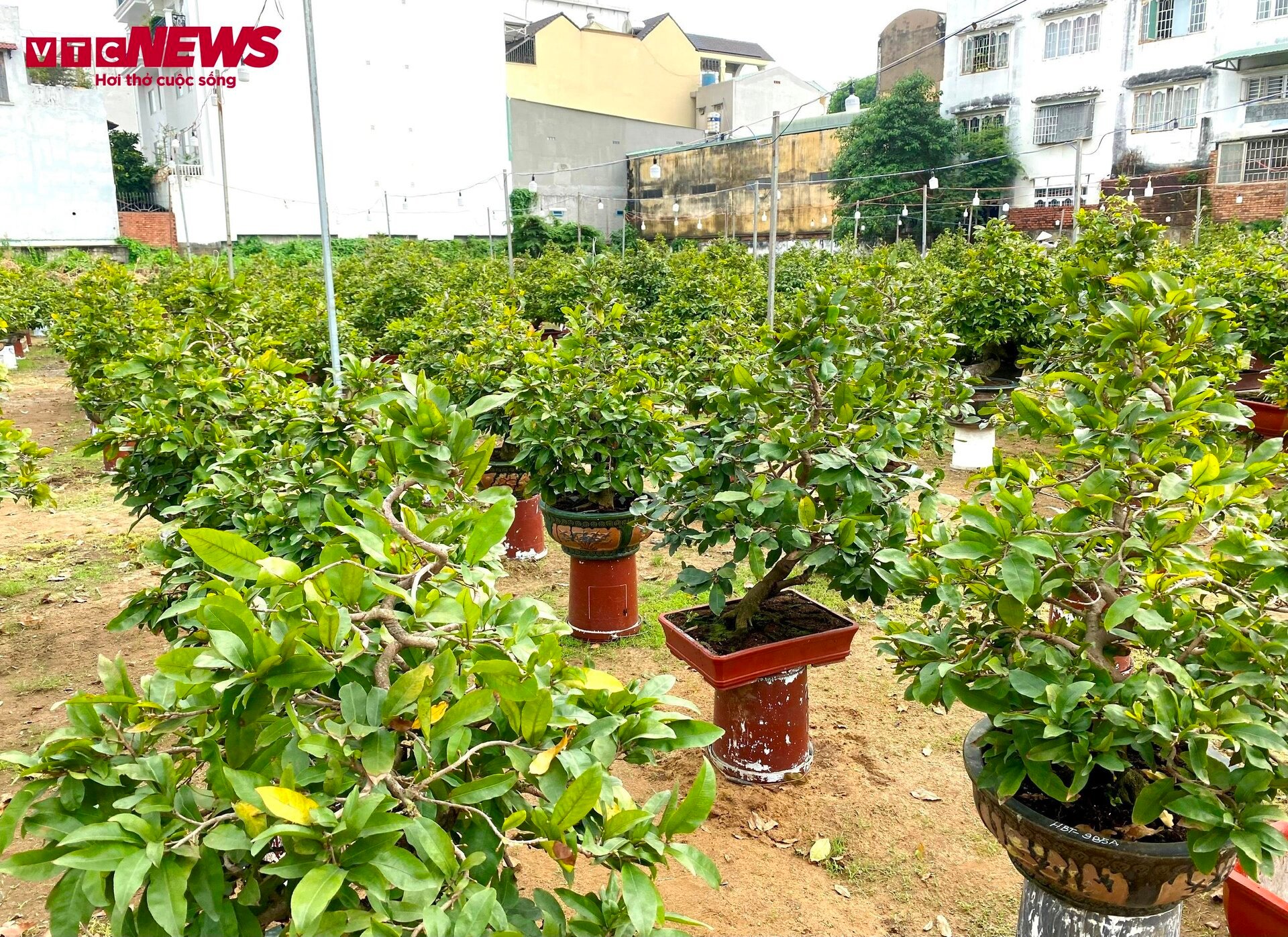 TP.HCM: Hoa mai trưng Tết cho thuê giá 200 triệu đồng/cây, giao hàng tận Hà Nội-1