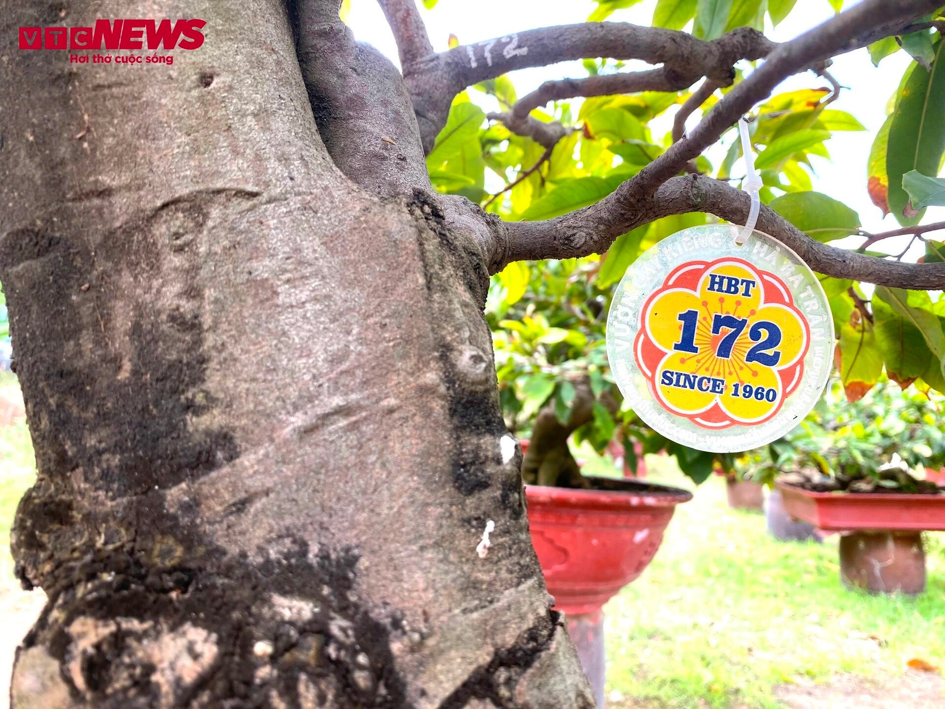 TP.HCM: Hoa mai trưng Tết cho thuê giá 200 triệu đồng/cây, giao hàng tận Hà Nội-8