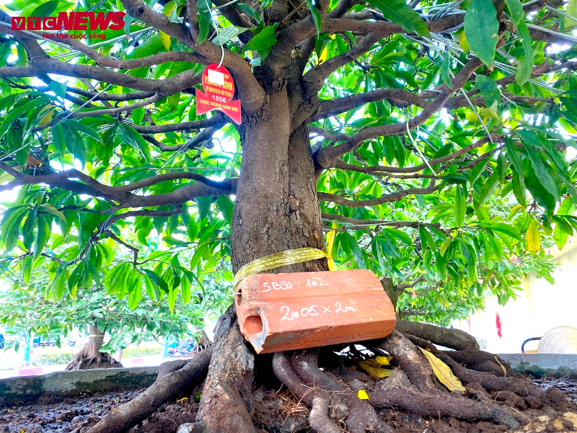 TP.HCM: Hoa mai trưng Tết cho thuê giá 200 triệu đồng/cây, giao hàng tận Hà Nội-12