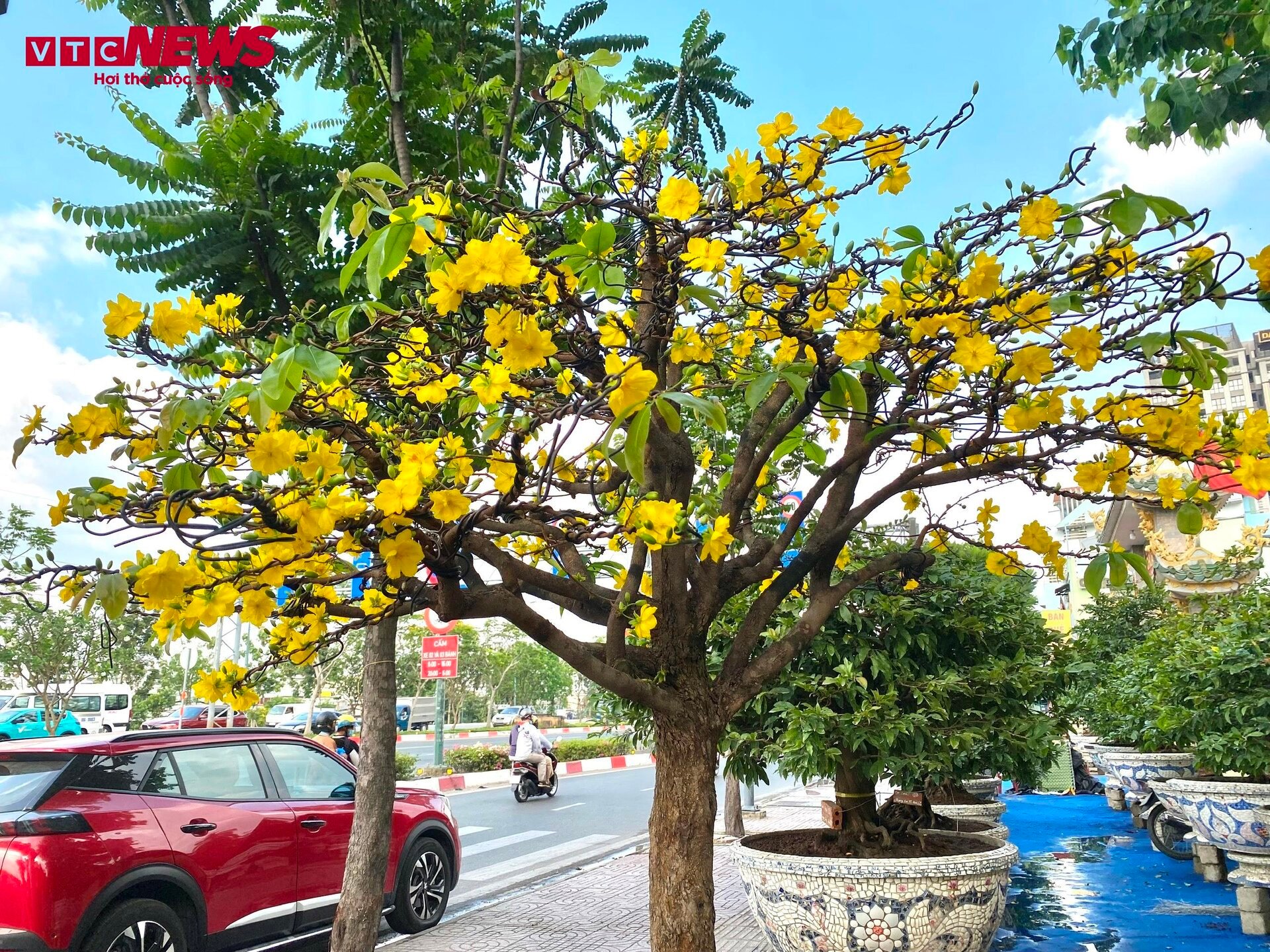 TP.HCM: Hoa mai trưng Tết cho thuê giá 200 triệu đồng/cây, giao hàng tận Hà Nội-16