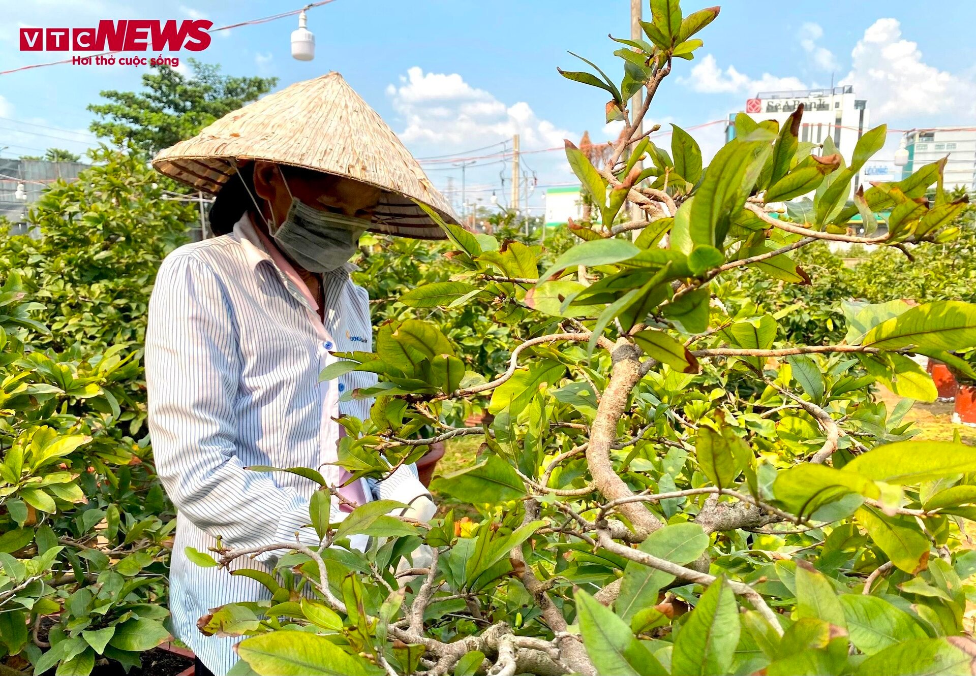 TP.HCM: Hoa mai trưng Tết cho thuê giá 200 triệu đồng/cây, giao hàng tận Hà Nội-7