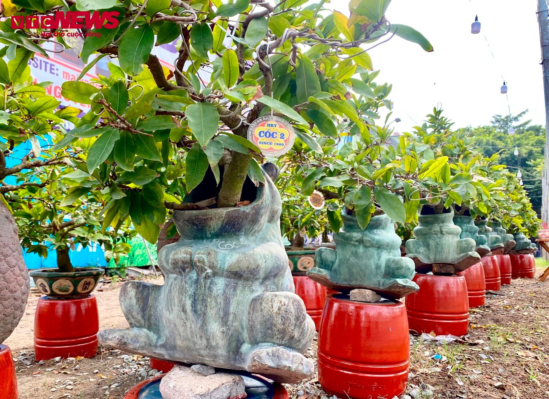 TP.HCM: Hoa mai trưng Tết cho thuê giá 200 triệu đồng/cây, giao hàng tận Hà Nội-11