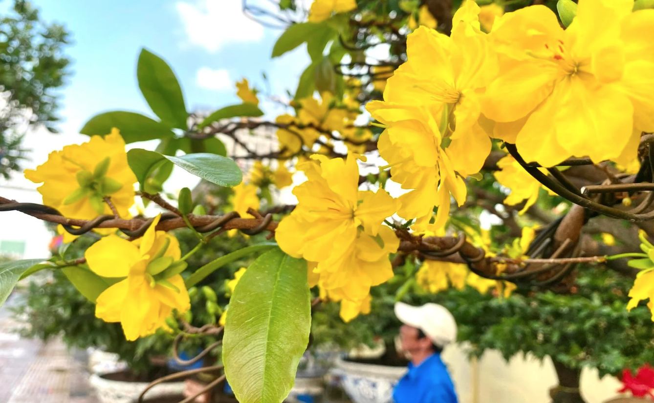 TP.HCM: Hoa mai trưng Tết cho thuê giá 200 triệu đồng/cây, giao hàng tận Hà Nội-15