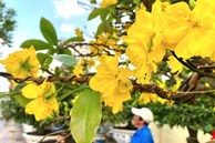 TP.HCM: Hoa mai trưng Tết cho thuê giá 200 triệu đồng/cây, giao hàng tận Hà Nội