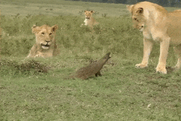 Clip: Cầy mangut cả gan đối đầu bầy sư tử và cái kết khó tin