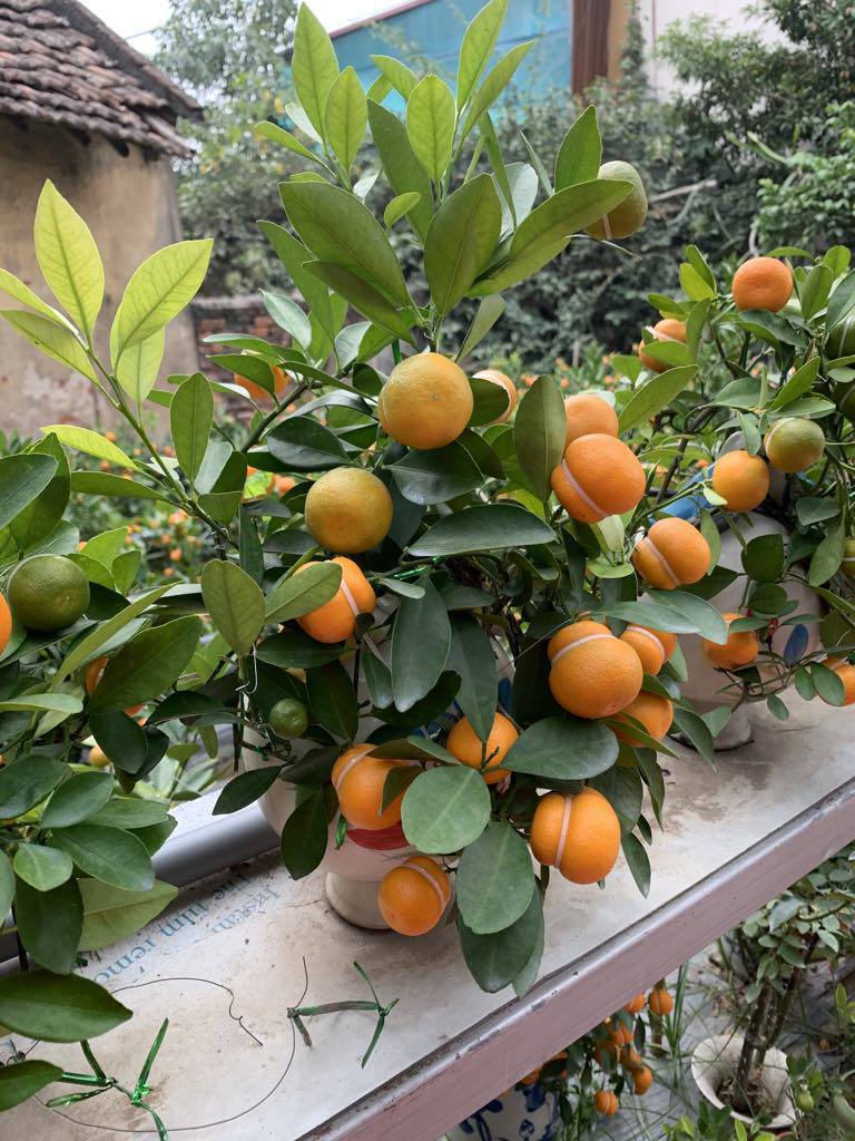 Làm quả quất có hình lạ”, nhà vườn chưa kịp rao bán đã hết hàng-1