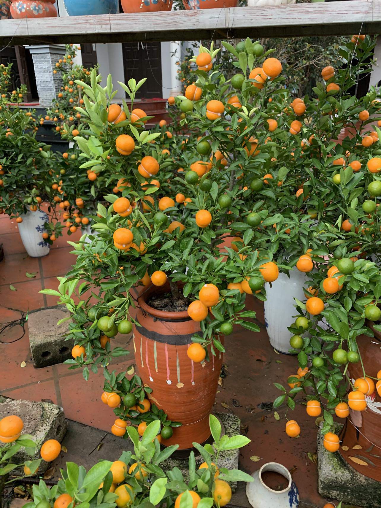 Làm quả quất có hình lạ”, nhà vườn chưa kịp rao bán đã hết hàng-2