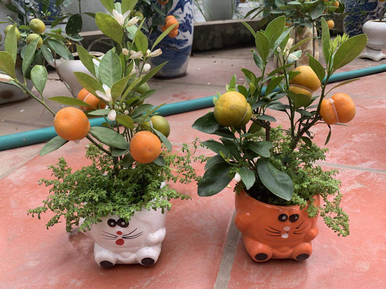 Làm quả quất có hình lạ”, nhà vườn chưa kịp rao bán đã hết hàng-3