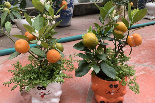 Quất ôm gỗ lũa giá hàng chục triệu đồng, khách chịu chi tìm săn dáng độc-1