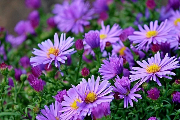 Thần Tài chỉ mặt đặt tên: 3 con giáp sang năm 2024 thắng đậm, lãi to, thăng tiến vượt bậc-1