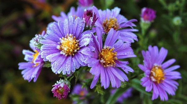 Thần Tài chỉ mặt đặt tên: 3 con giáp sang năm 2024 thắng đậm, lãi to, thăng tiến vượt bậc-2