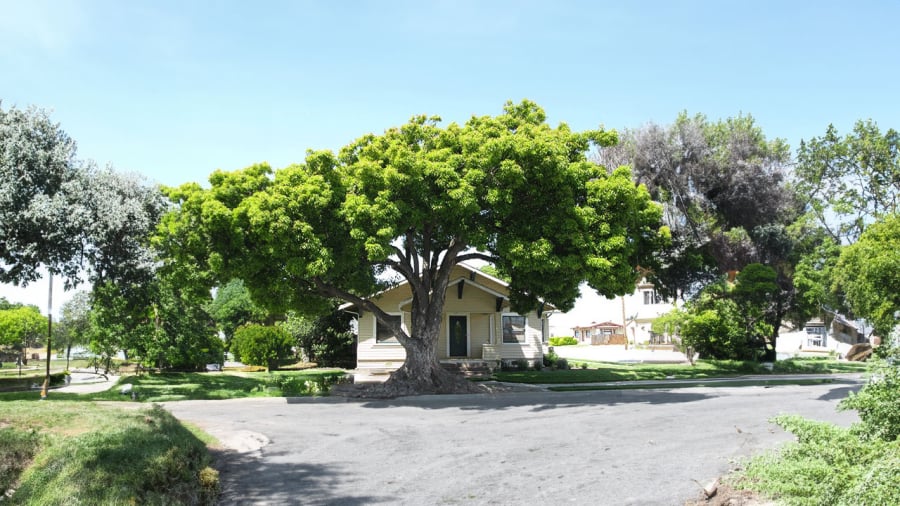 Tổ tiên răn dạy Cây lớn trước nhà mẹ góa con côi, gia đình ly tán, vì sao? Cách nào hóa giải được không?-1