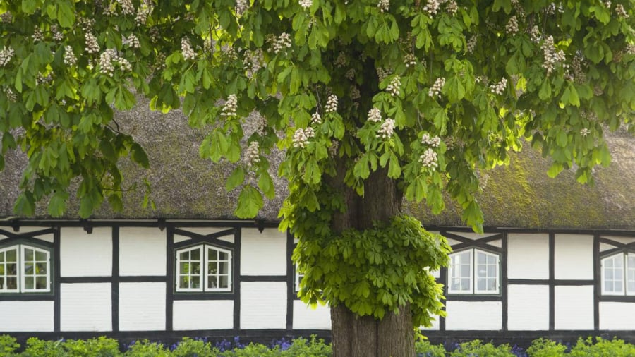 Tổ tiên răn dạy Cây lớn trước nhà mẹ góa con côi, gia đình ly tán, vì sao? Cách nào hóa giải được không?-2