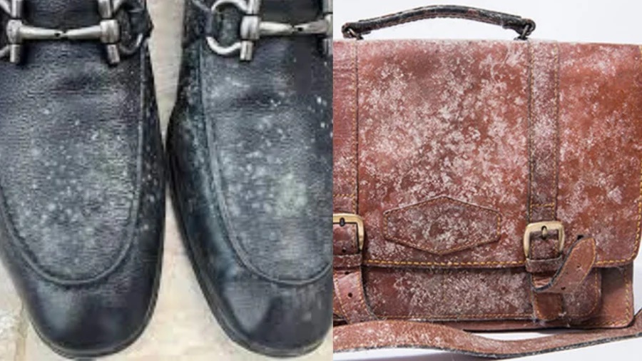 Trong nhà có quần áo giày dép da bị nấm mốc, dùng cách này khử mốc, sạch như mới không tốn tiền ra tiệm-1