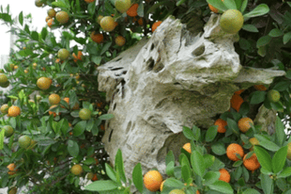 Cặp quất hình rồng giá trăm triệu khoe dáng, chờ khách đại gia xuống tiền mua-13