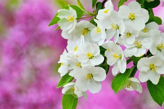 Tử vi ngày 13/1/2024: Tuổi Tý tài lộc khởi sắc, ‎tuổi Ngọ gặp khó trăm bề