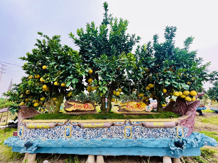 Chiêm ngưỡng cặp chậu bưởi trưng Tết độc – lạ, chủ nhân rao bán giá nửa tỷ đồng-1