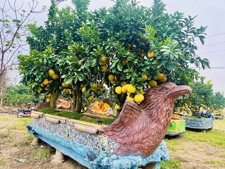 Chiêm ngưỡng cặp chậu bưởi trưng Tết độc – lạ, chủ nhân rao bán giá nửa tỷ đồng-2