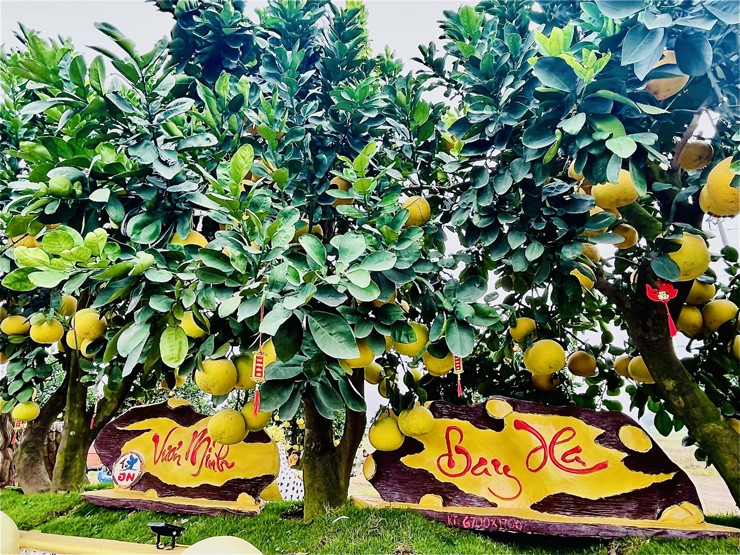 Chiêm ngưỡng cặp chậu bưởi trưng Tết độc – lạ, chủ nhân rao bán giá nửa tỷ đồng-4