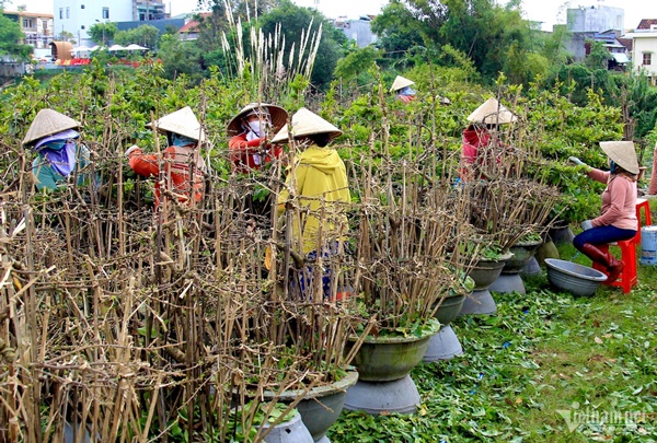 Hối hả tuốt lá, chăm cây, thủ phủ mai vàng ngóng thương lái-2