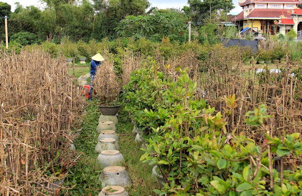 Hối hả tuốt lá, chăm cây, thủ phủ mai vàng ngóng thương lái-3